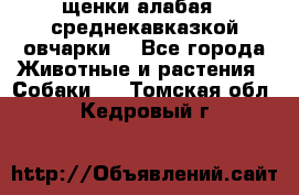 щенки алабая ( среднекавказкой овчарки) - Все города Животные и растения » Собаки   . Томская обл.,Кедровый г.